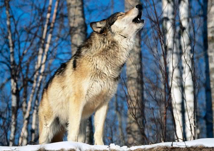 lobo